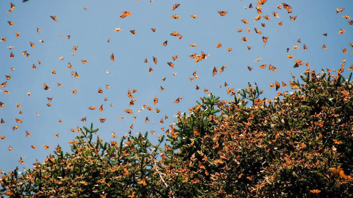 10-feb-2016MariposaMonarca