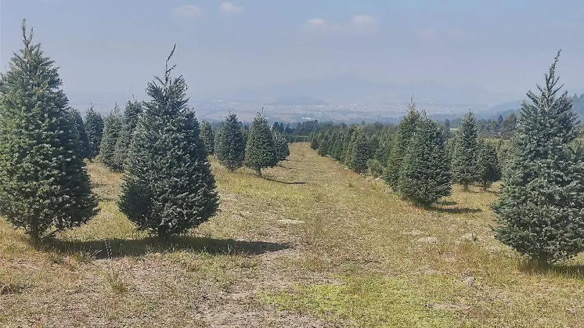 arbol
