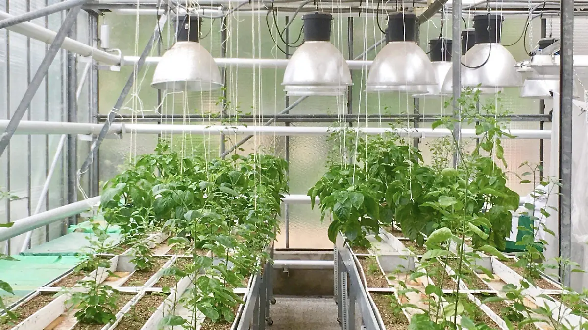 Agricultura