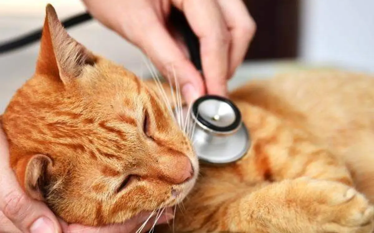 diabetes mascotas by petfan