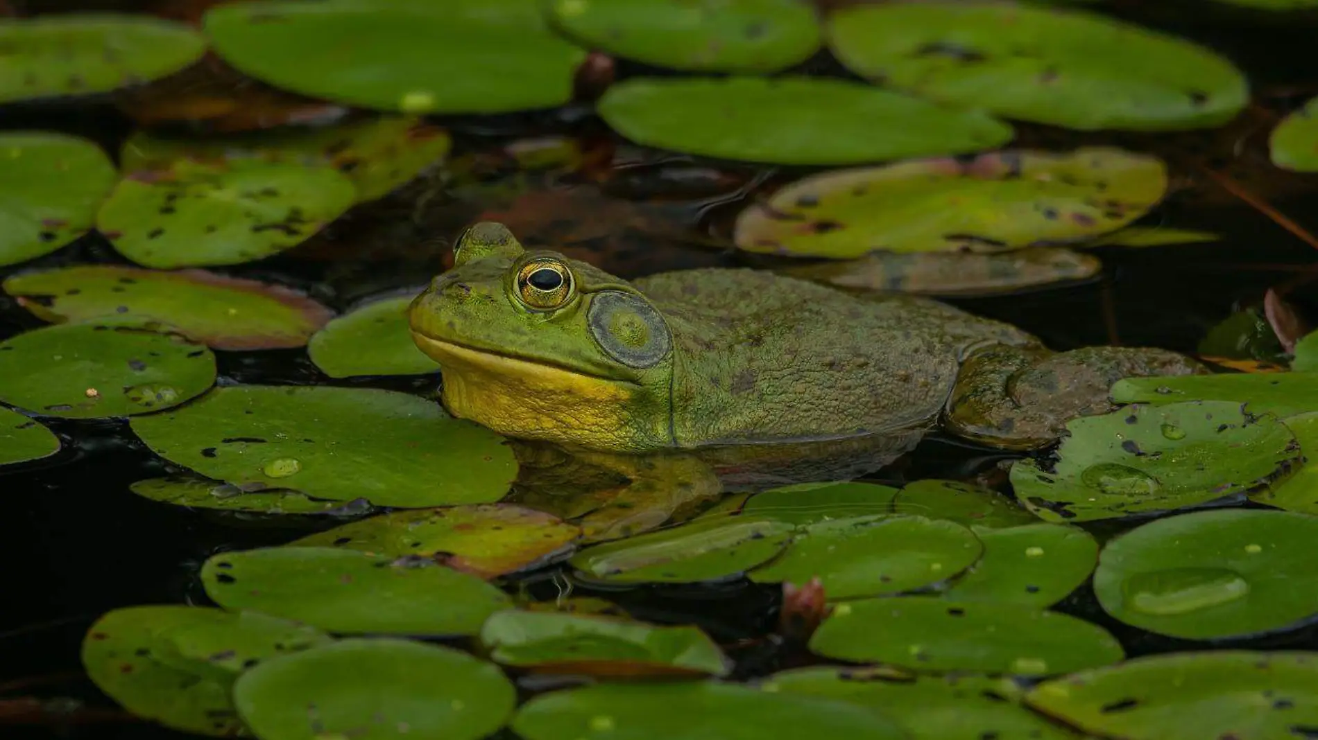 Invasoras