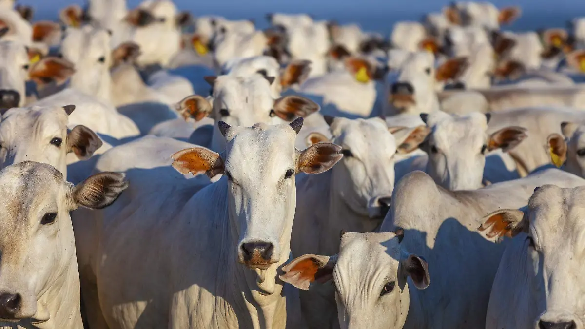 Vacas
