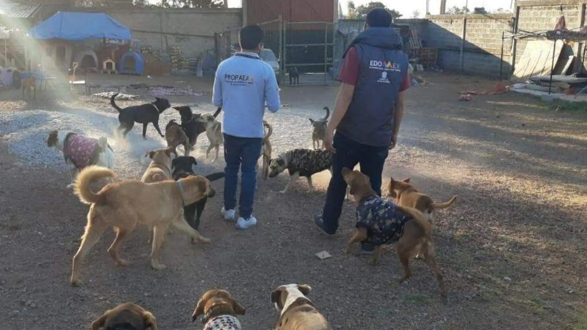 perritos