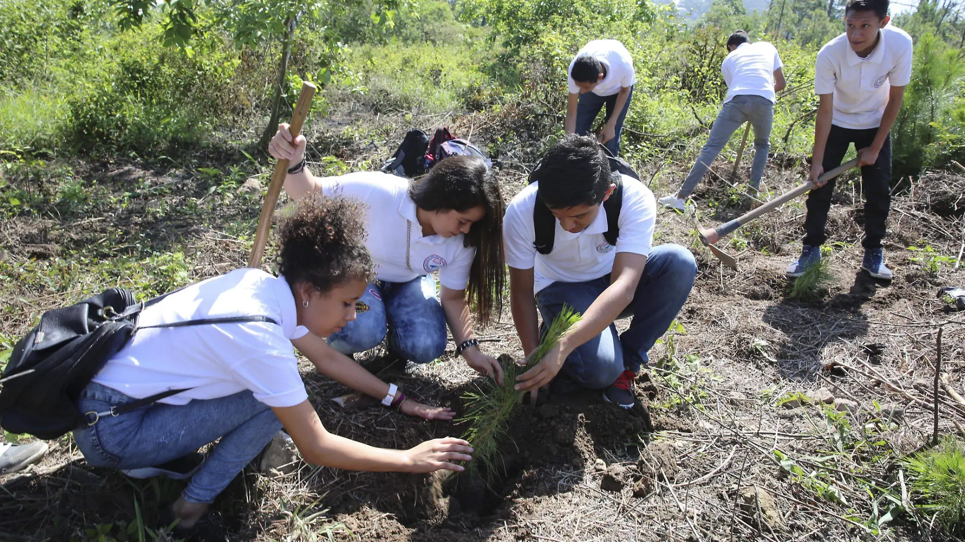 Reforestar