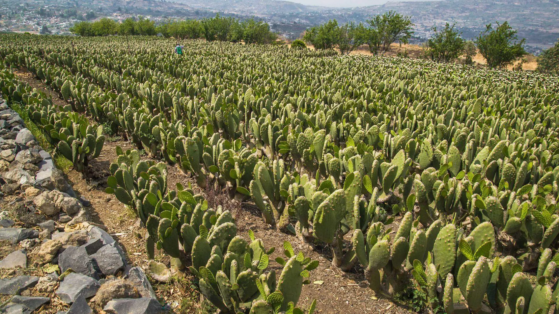 nopales