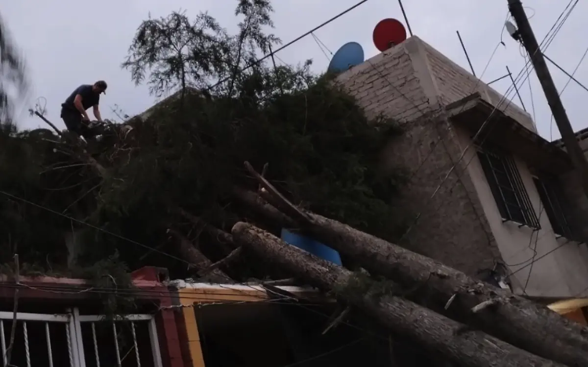 tree1