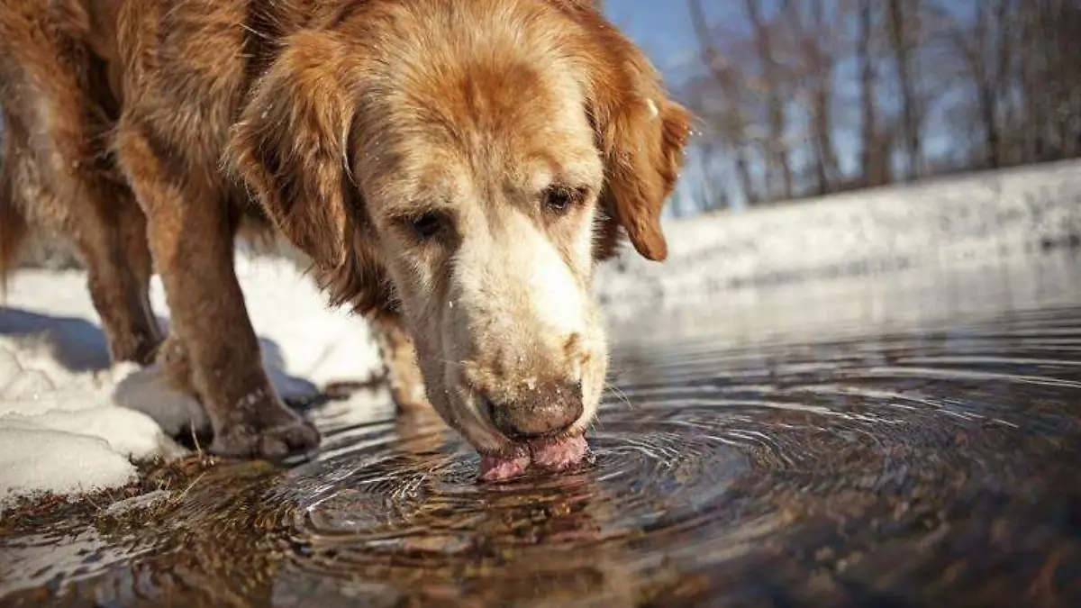 perros-agua-todo-tienes-que-saber