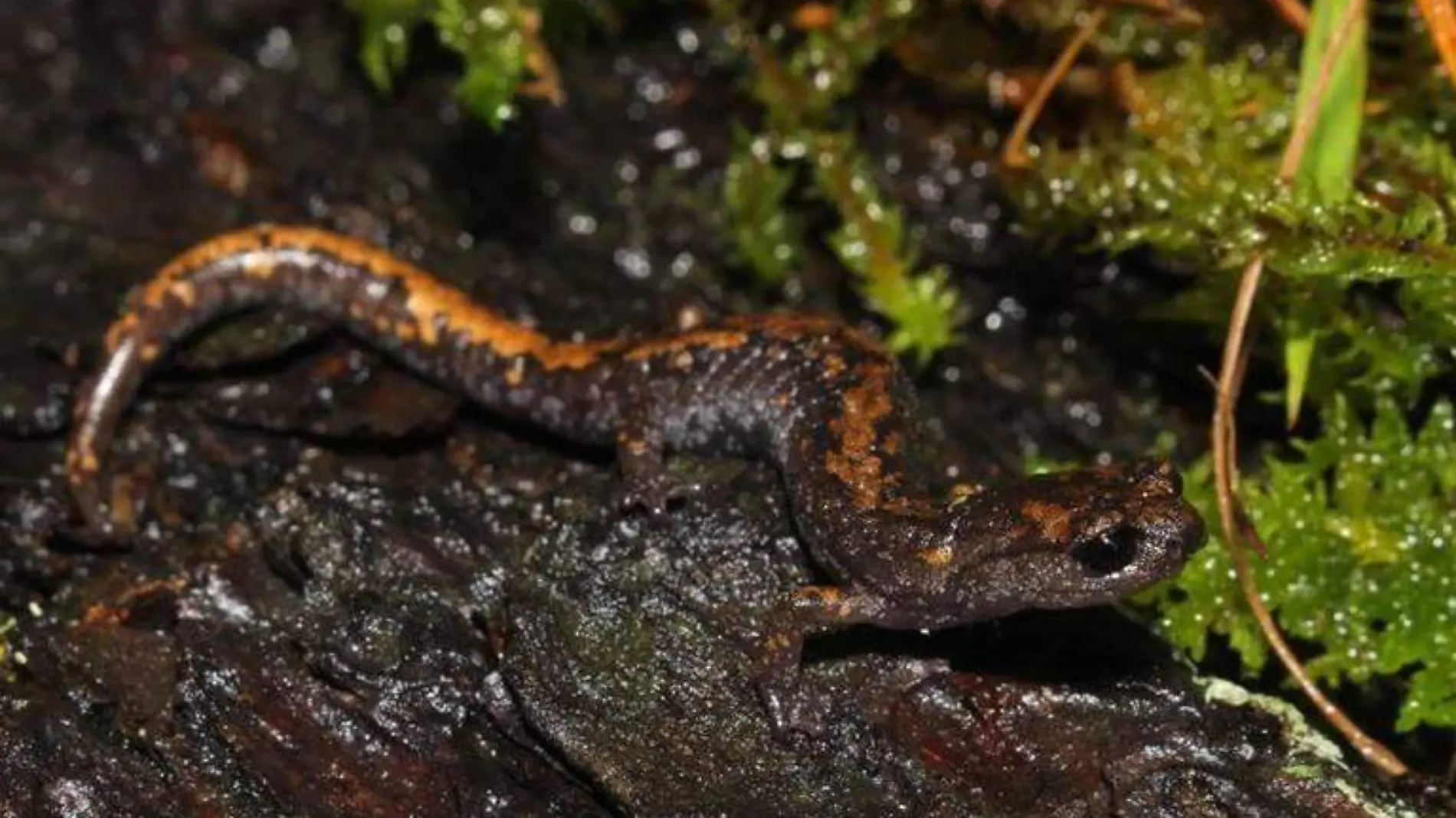 Salamandra