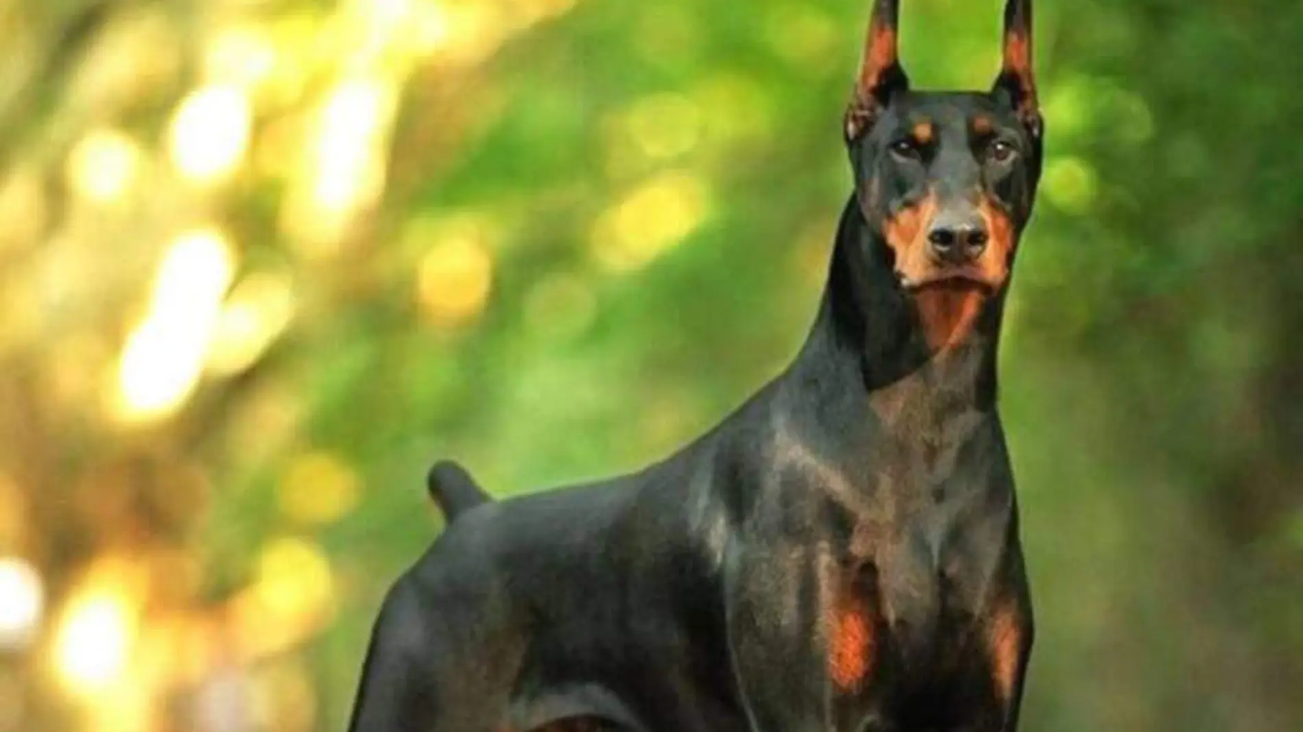 doberman