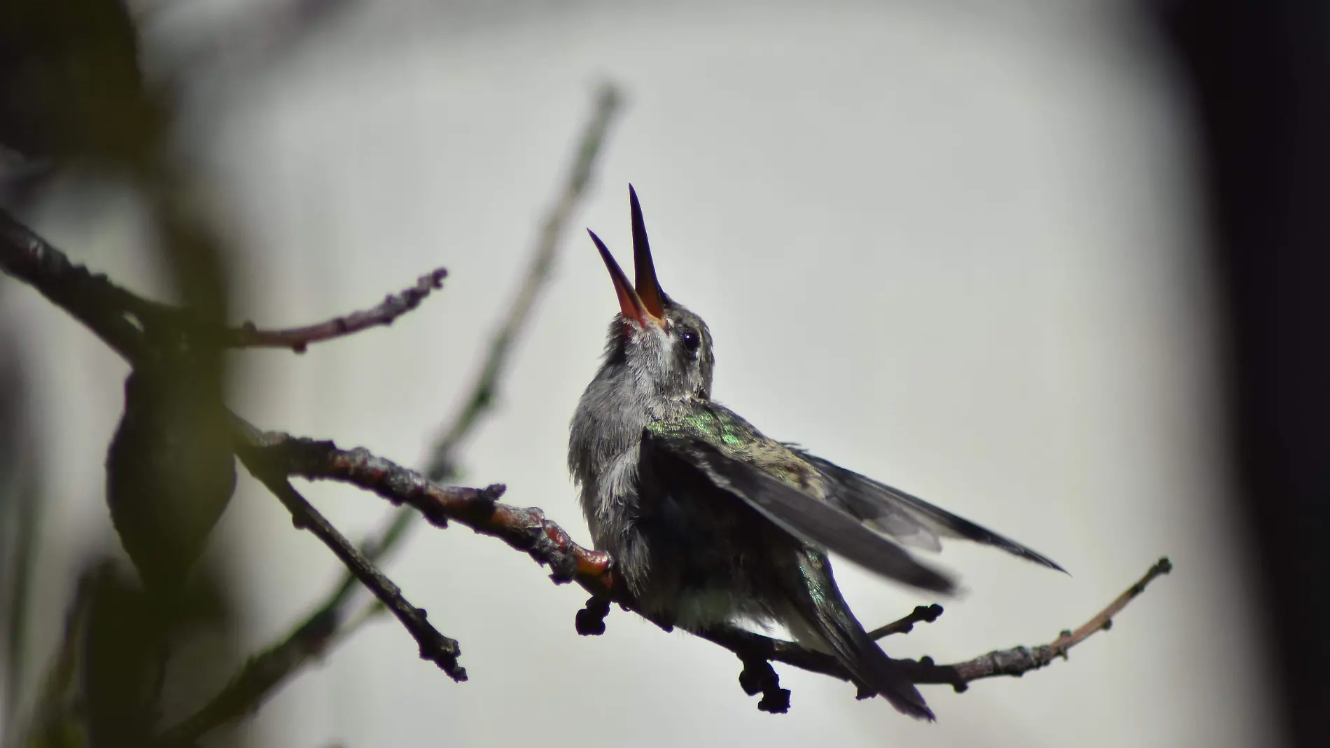 Colibri