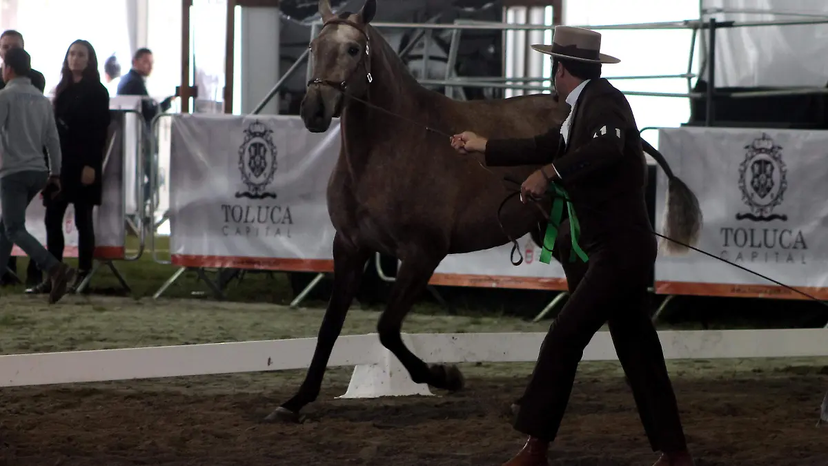 Lusitano2