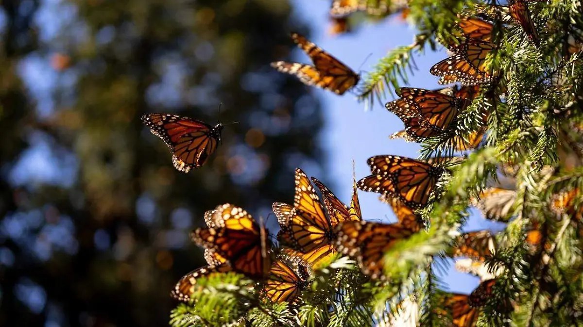 Mariposa