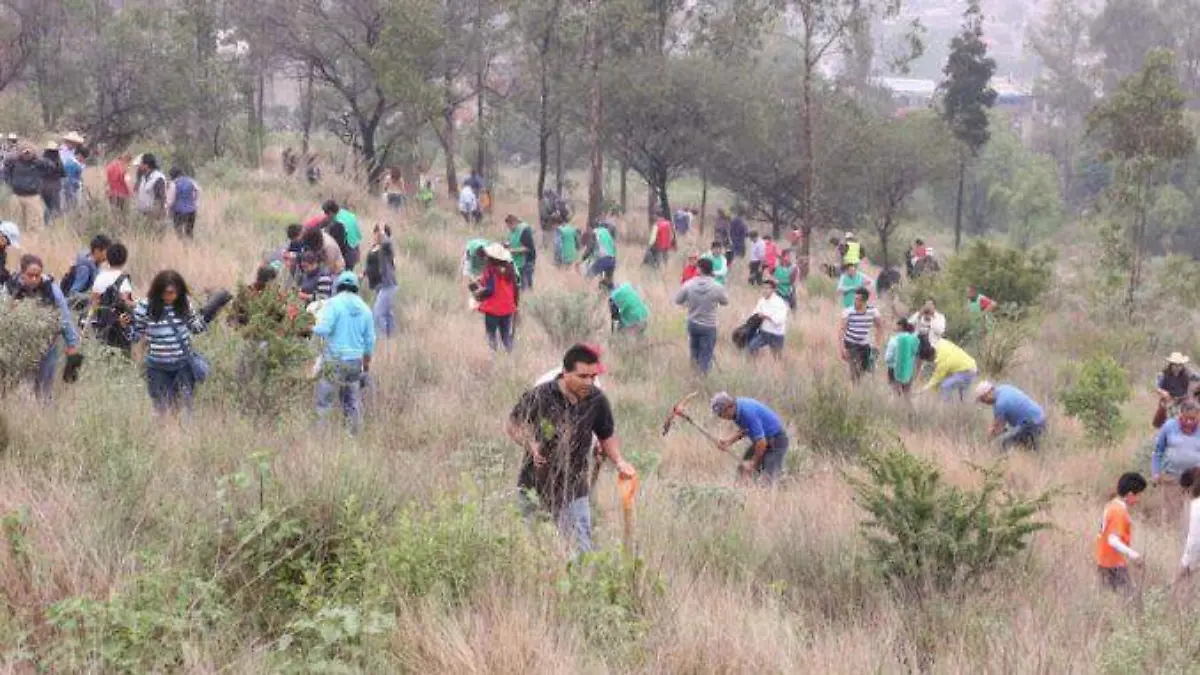 TLANE-REFORESTACION-678x381