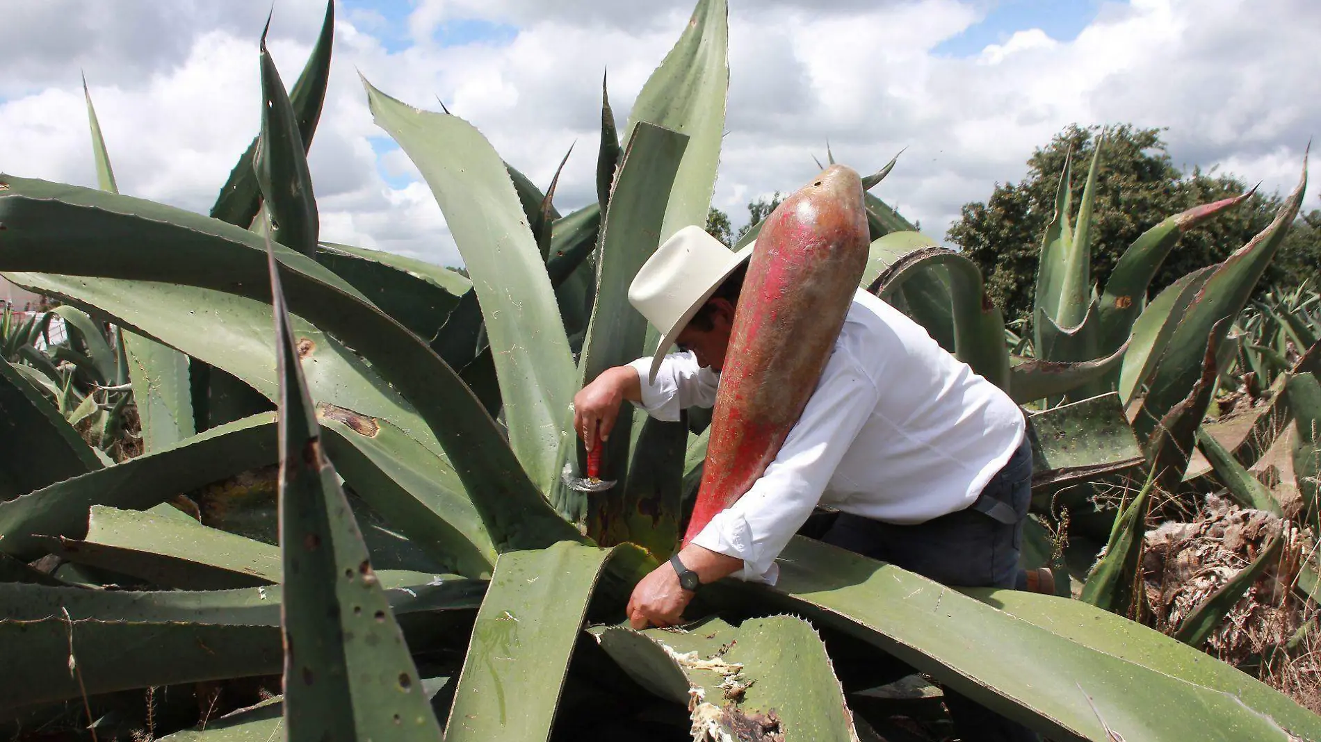 pulque