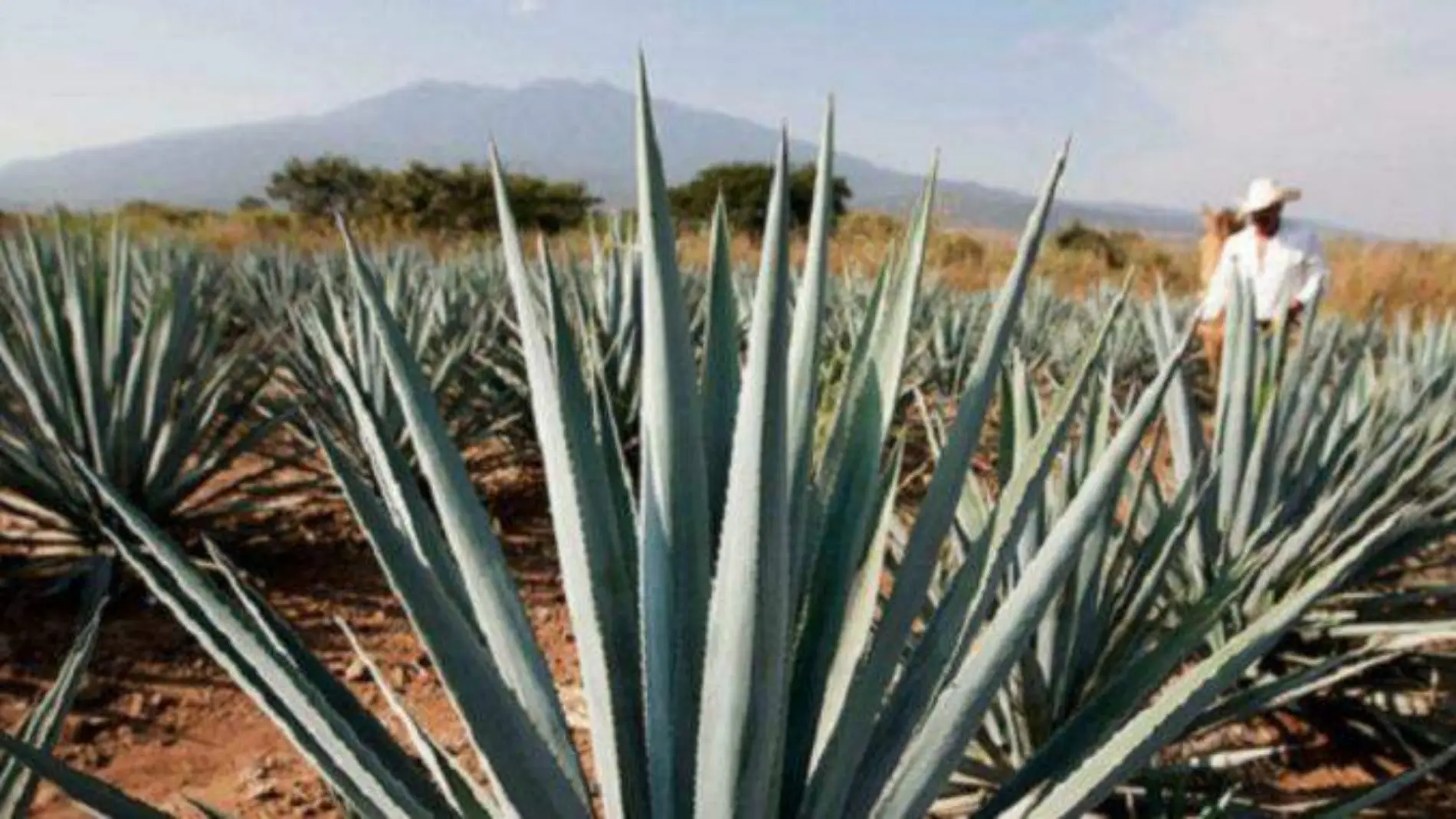 mezcal_agave-edomex-678x381