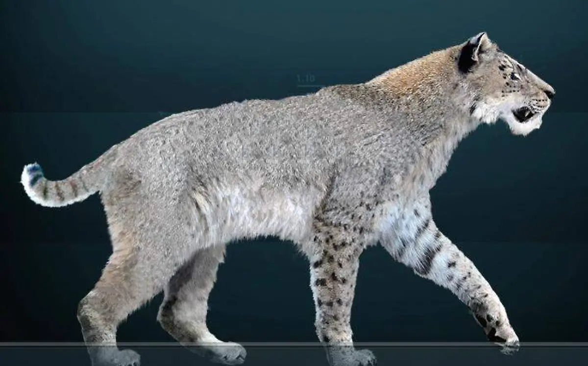 cimarra1