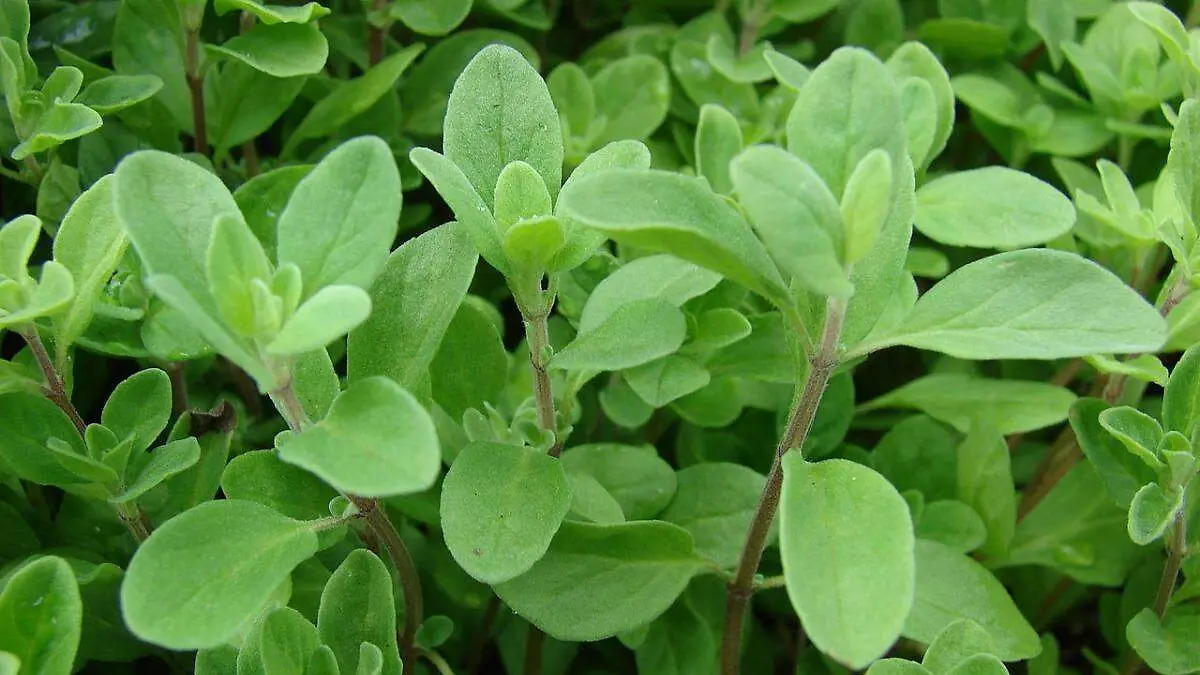 hierbas-medicinales-y-plantas-gourmet-variados-tipos-D_NQ_NP_677418-MLC26752807931_022018-F