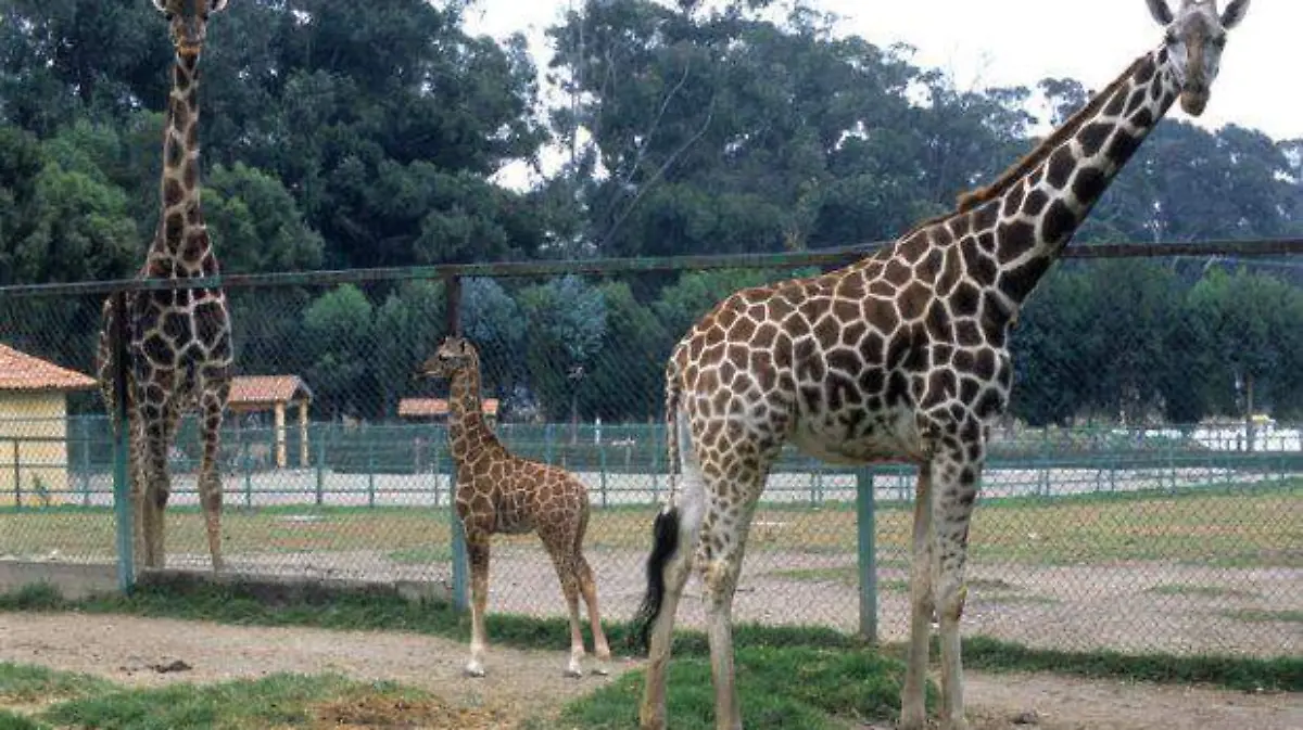 zoologico-de-zacango-metepec-620x400