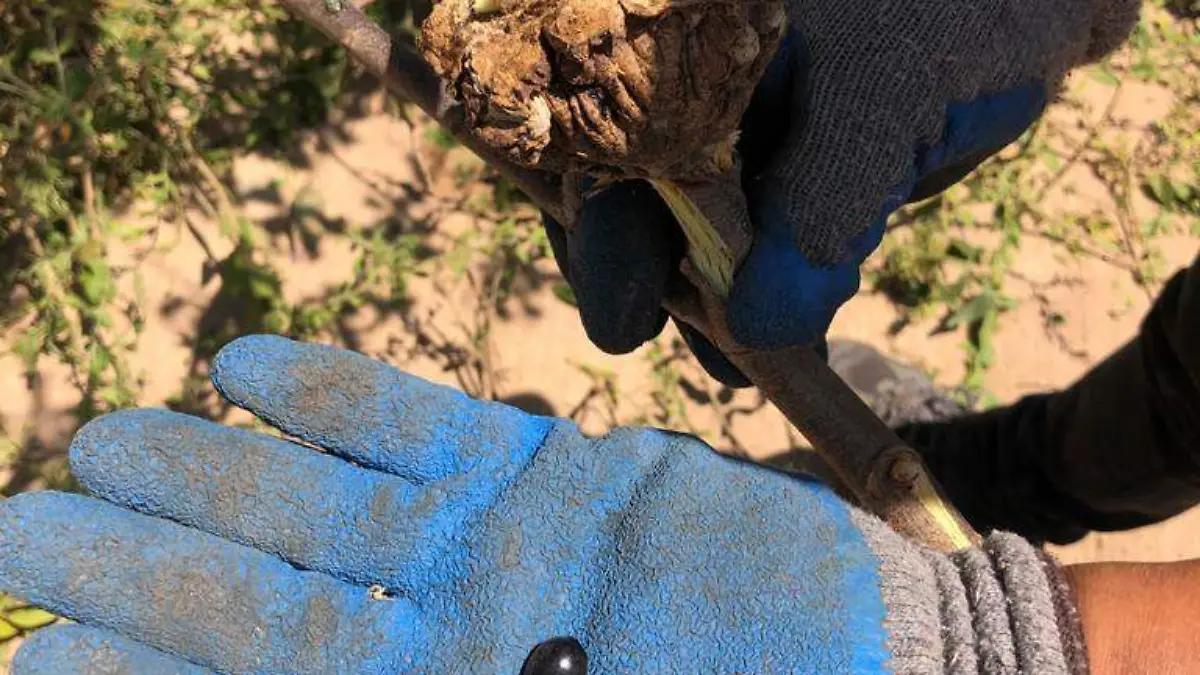 Muérdago_GuardianesDeValle_Cortesía