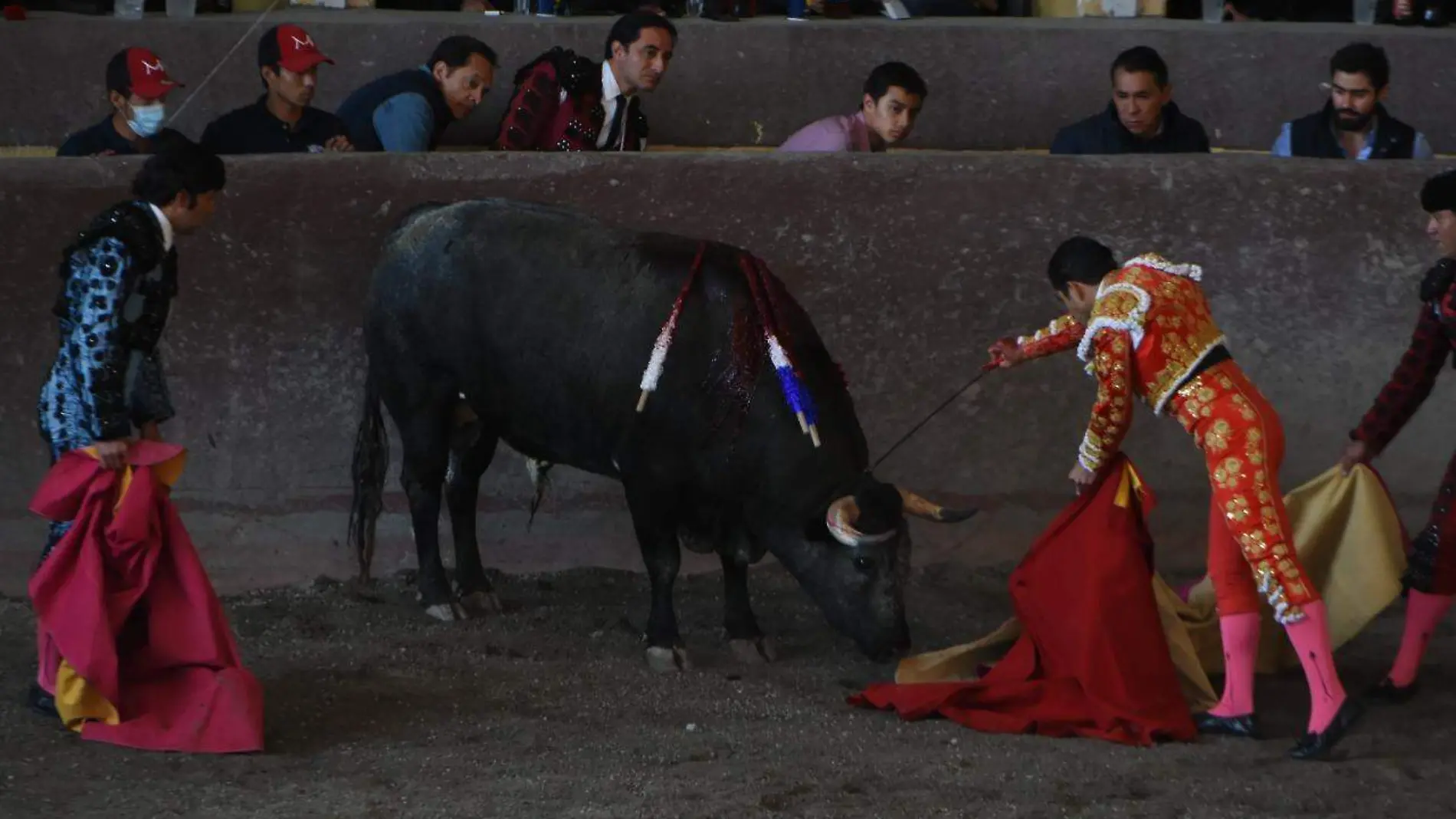 toros