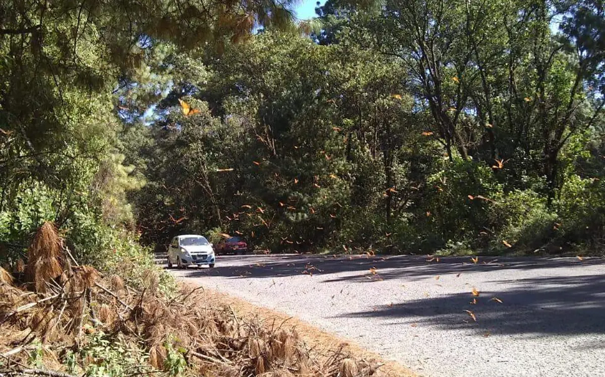 GuíasPiratasMariposa_FB2