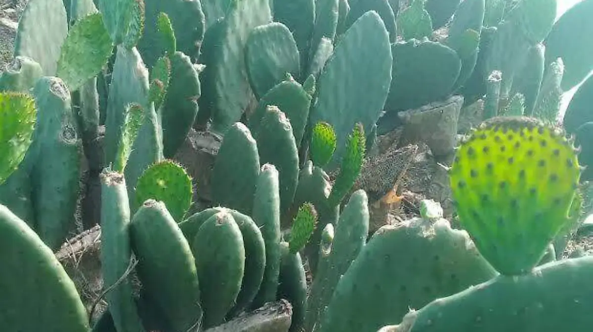 nopal