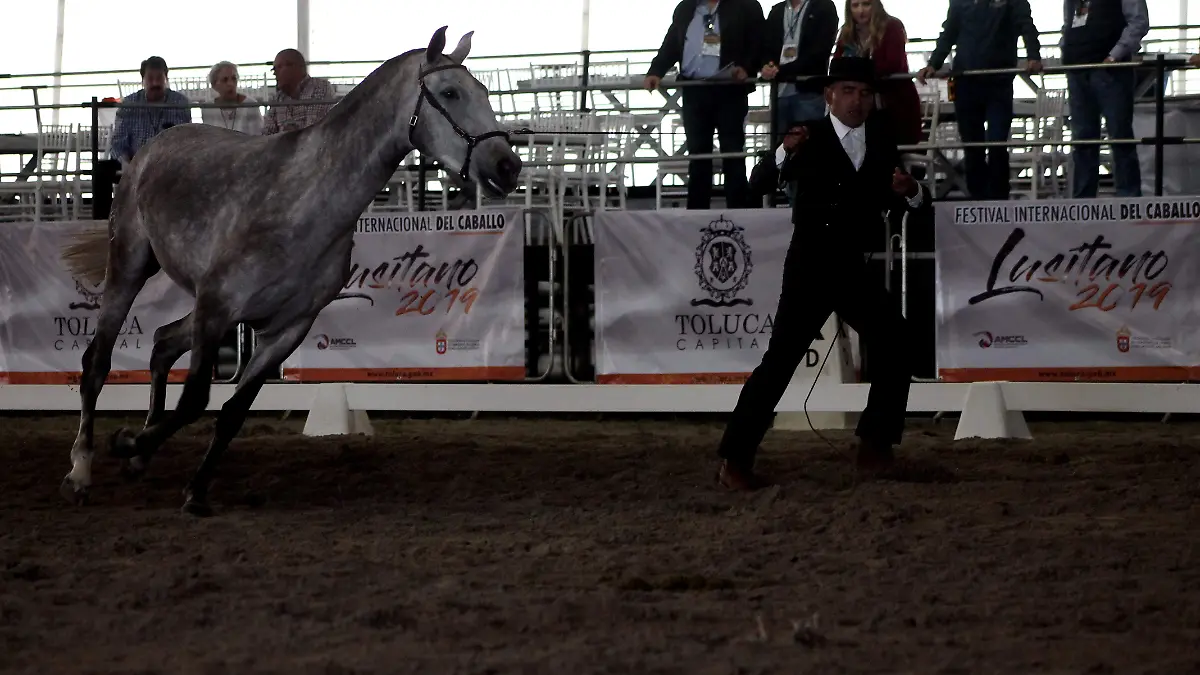 Lusitano3