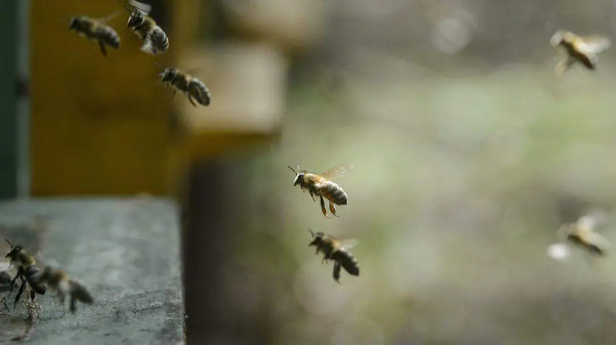 abejas