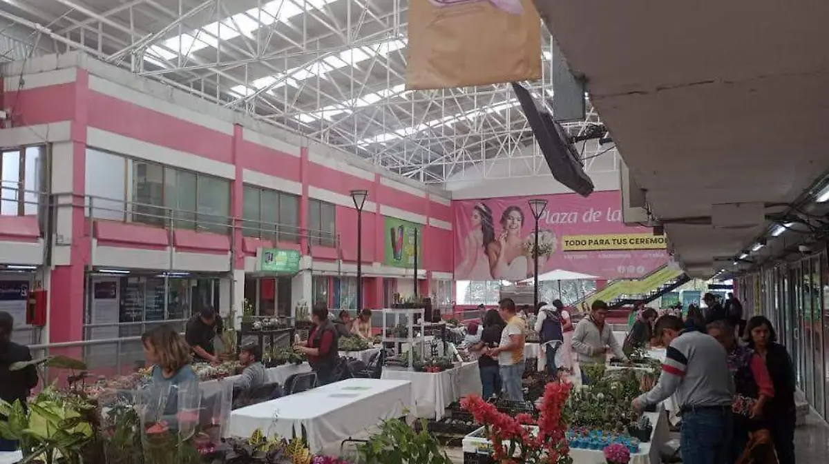 plantas 5