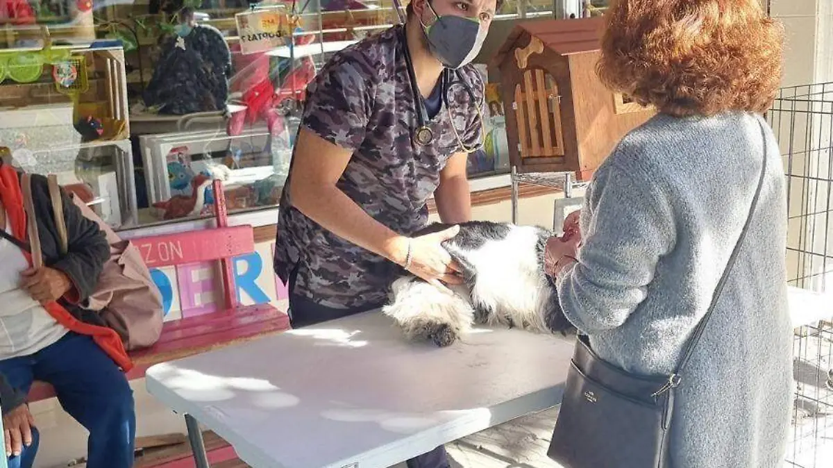 adopción de animales