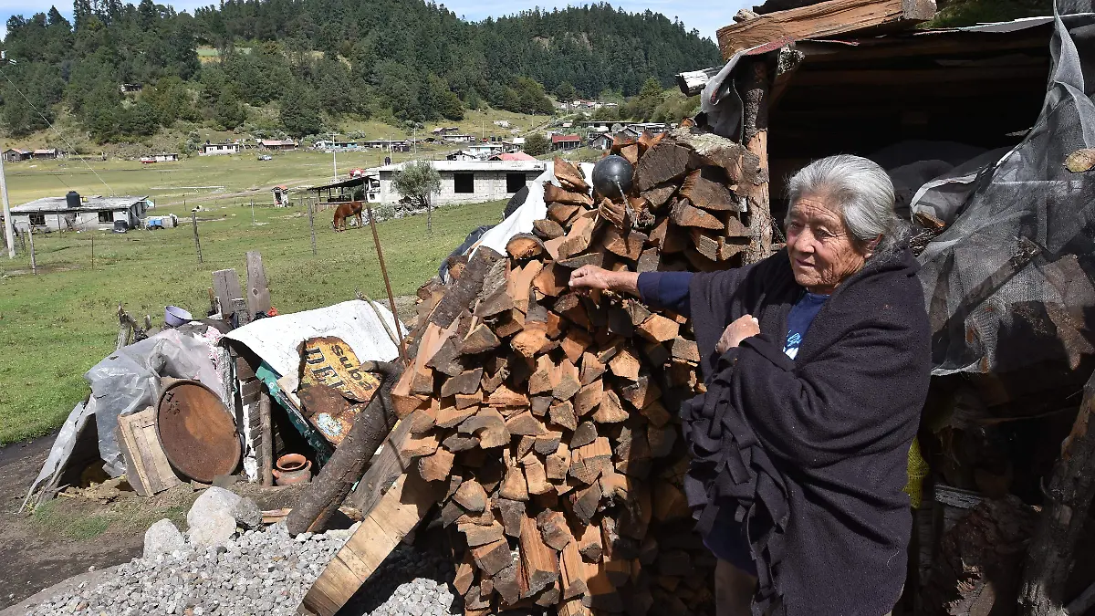 Raíces faldas nevado 3