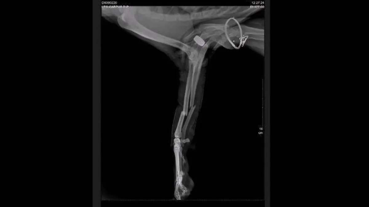 radiografia-perro-atropellado