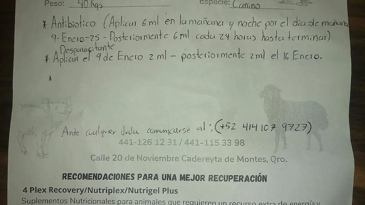 receta-perro-atropellado