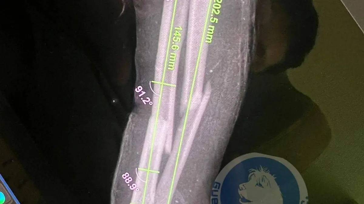 radiografia-panchito-perro-atropellado