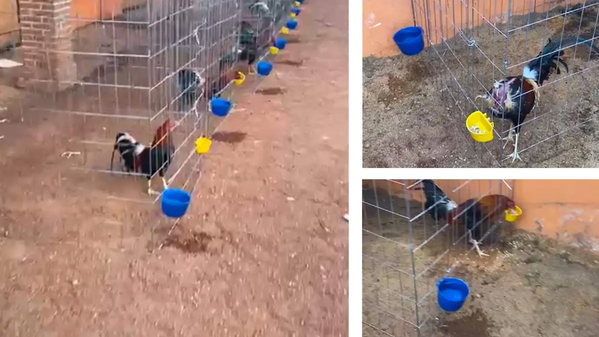 gallos-asegurados-fgjem