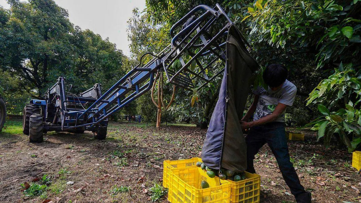 Agricultura