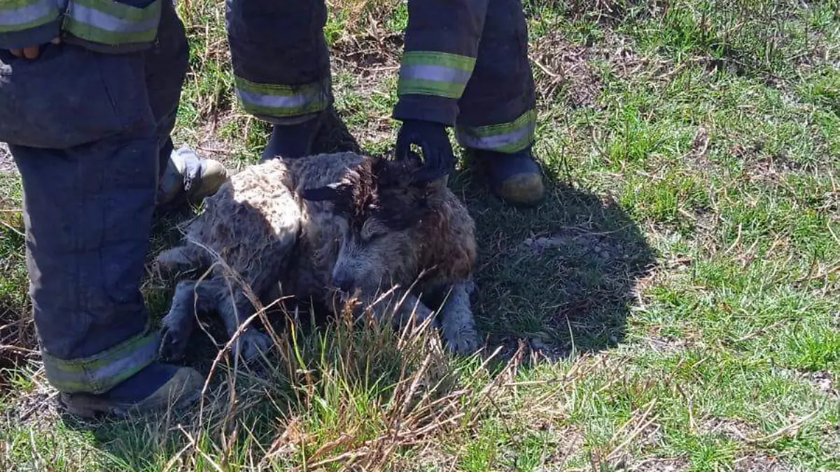 rescate-perro-toluca