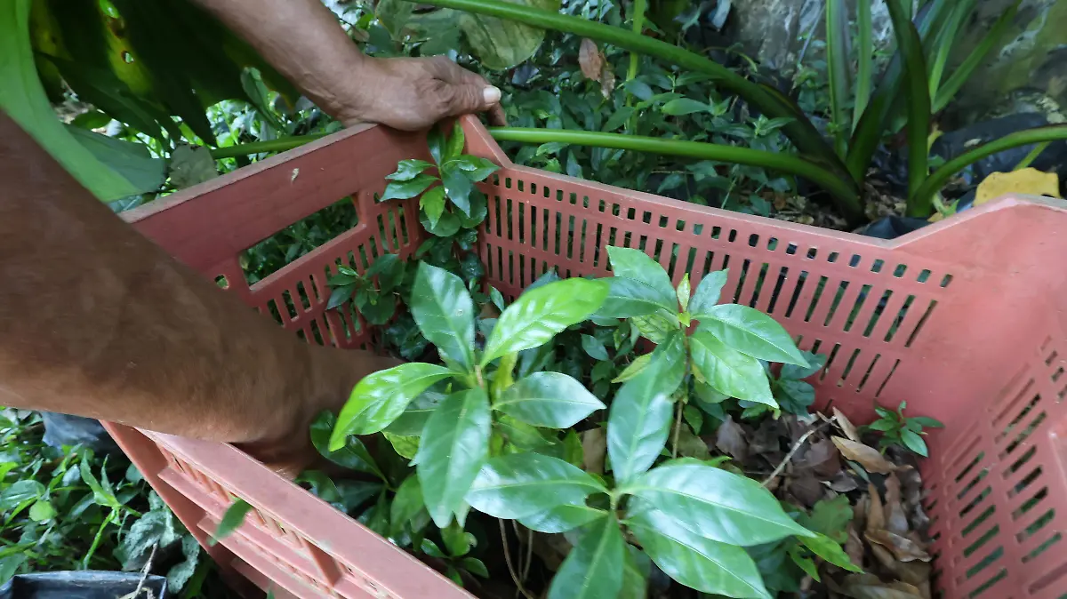 vivero temascaltepec