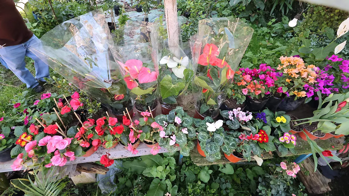 vivero temascaltepec