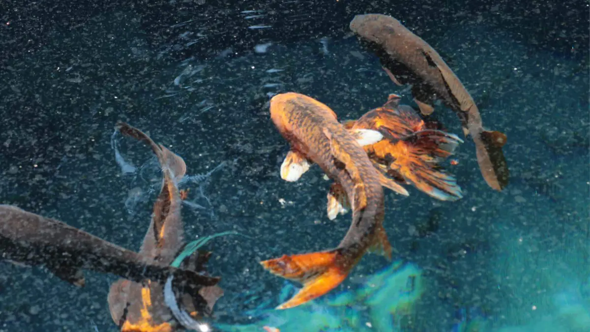 Ojo de agua almoloya de juárez