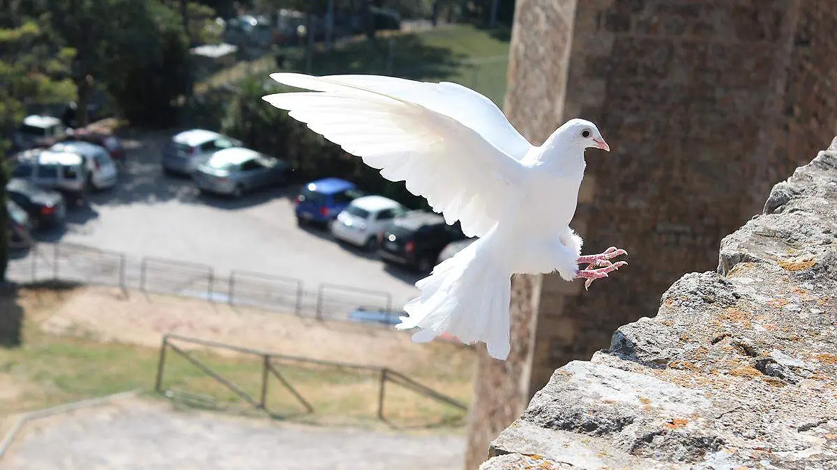 Paloma, símbolo de la paz