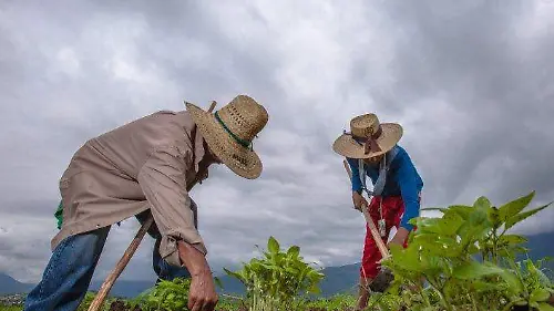 apoyos del programa Producción para el Bienestar 2025