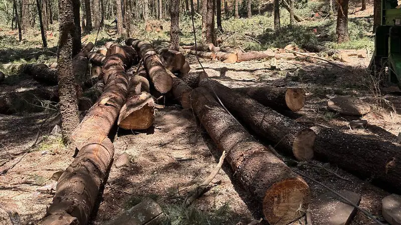 madera-tala-tlacotepec