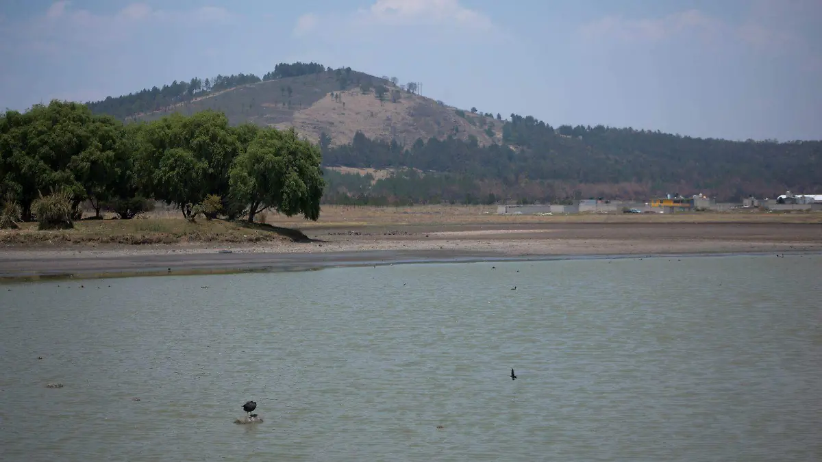 978212_Limpian de lirio laguna Parque Sierra Morelos_web