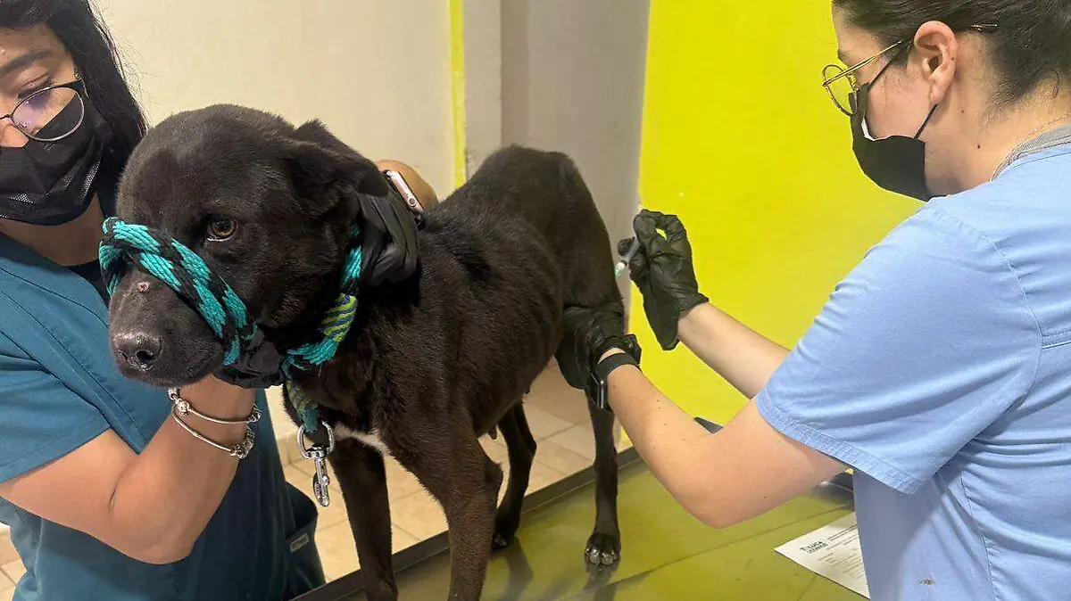 perra-rescatada-toluca