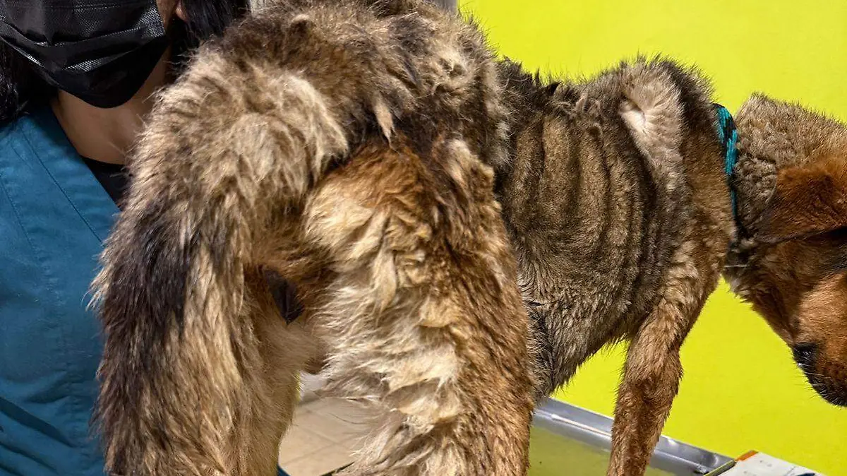 perros-rescatados-toluca