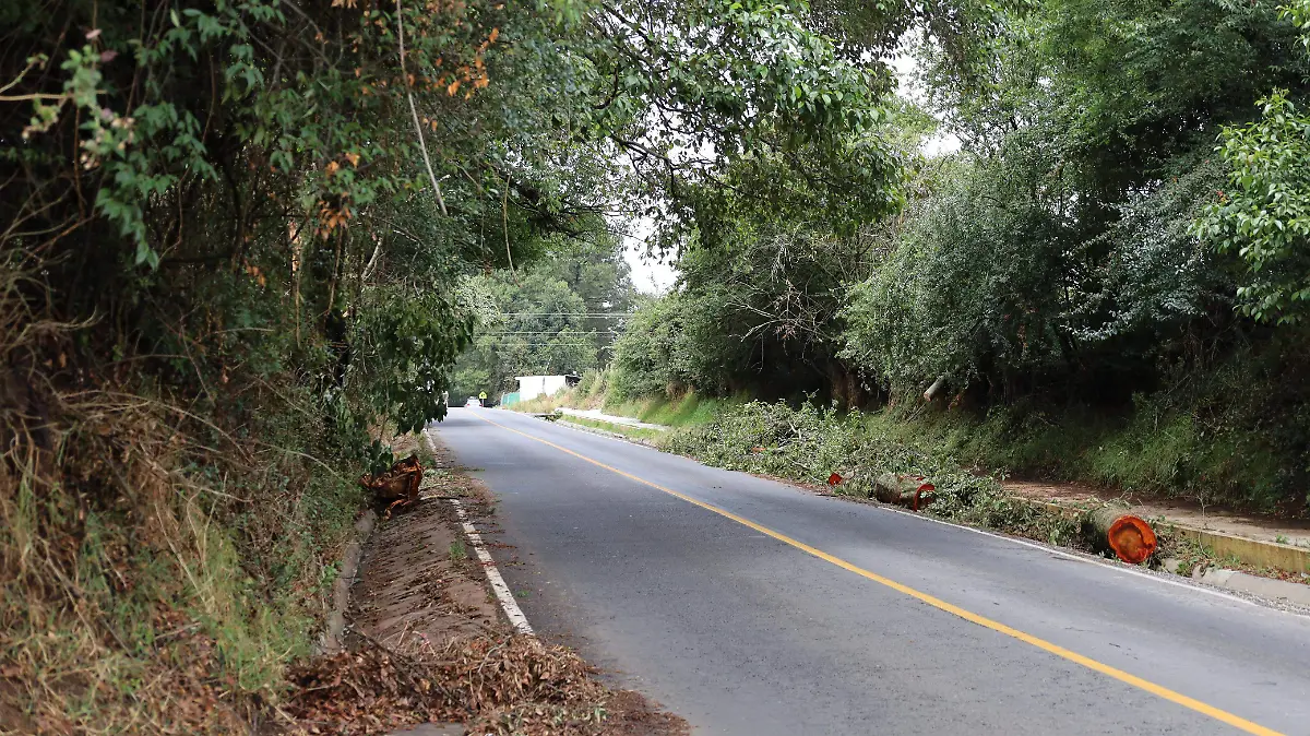 ramas-arbol-villa-de-allende