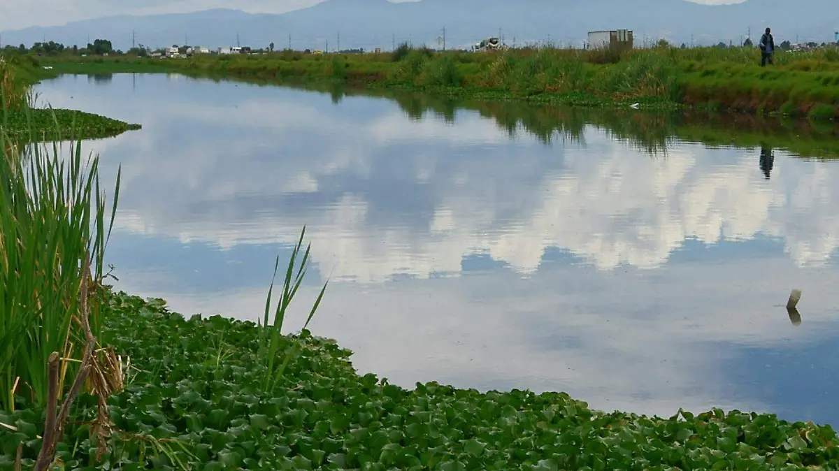 lirio acuatico lerma