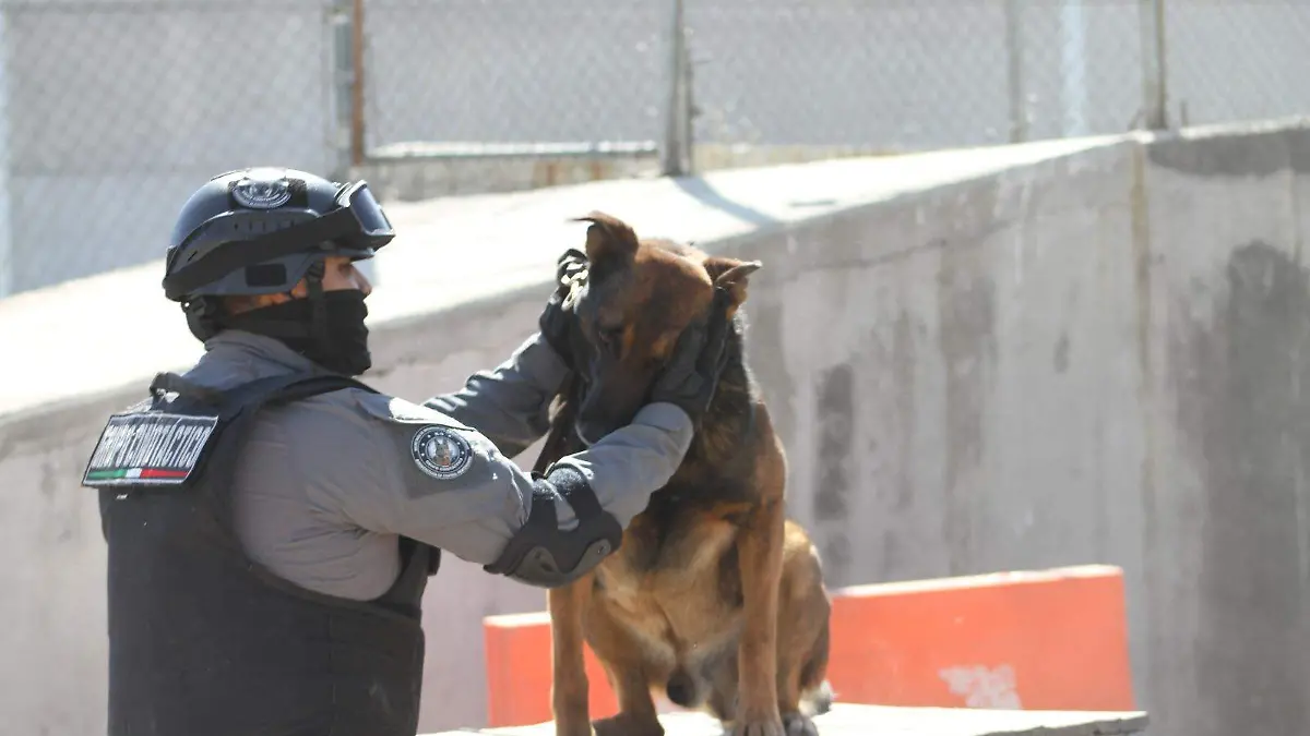 perros 1