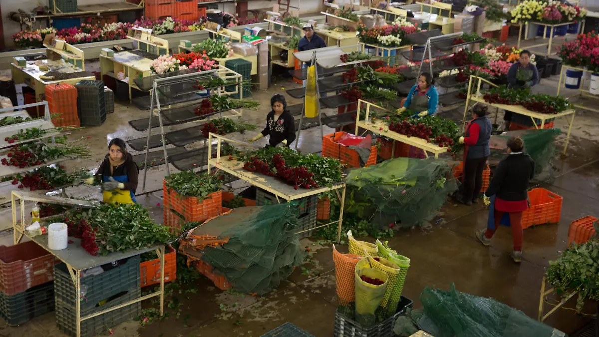 640688_Produccion Rosas_impreso